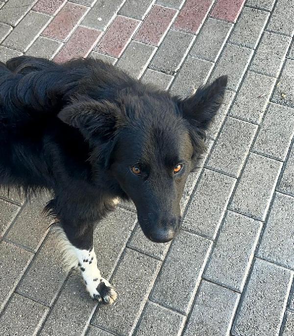 NICHOLAS BORDER COLLIE Foto 4